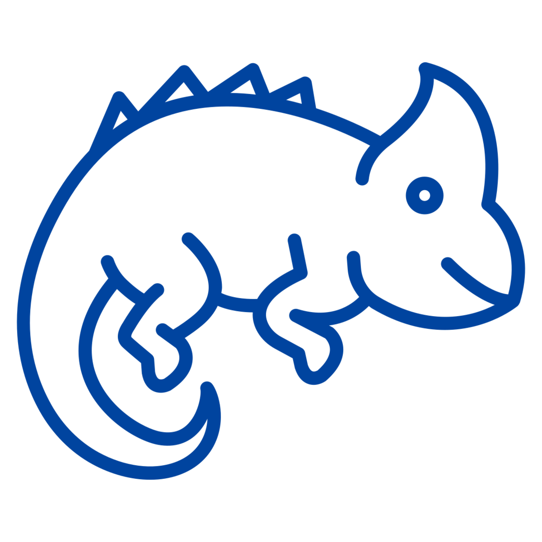 A simple blue outline of a dinosaur with a rounded head, a frill on top, and short arms. The dinosaur appears to be in a playful position, with a long tail curving around. The spikes on its back and its large eye give it a friendly appearance.